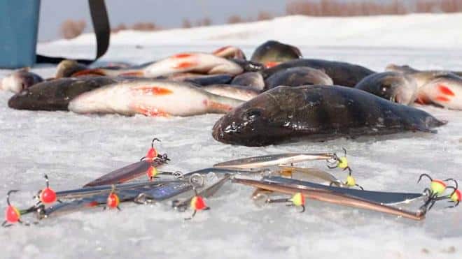 Зимняя рыбалка на окуня: поиск, зимние приманки и проводки, снасть