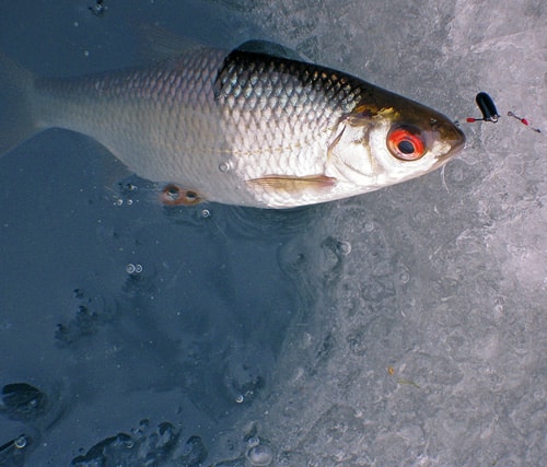 Микробалда для зимней рыбалки: как ловить и изготовление своими руками