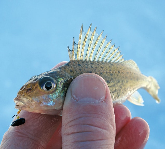 Микробалда для зимней рыбалки: как ловить и изготовление своими руками