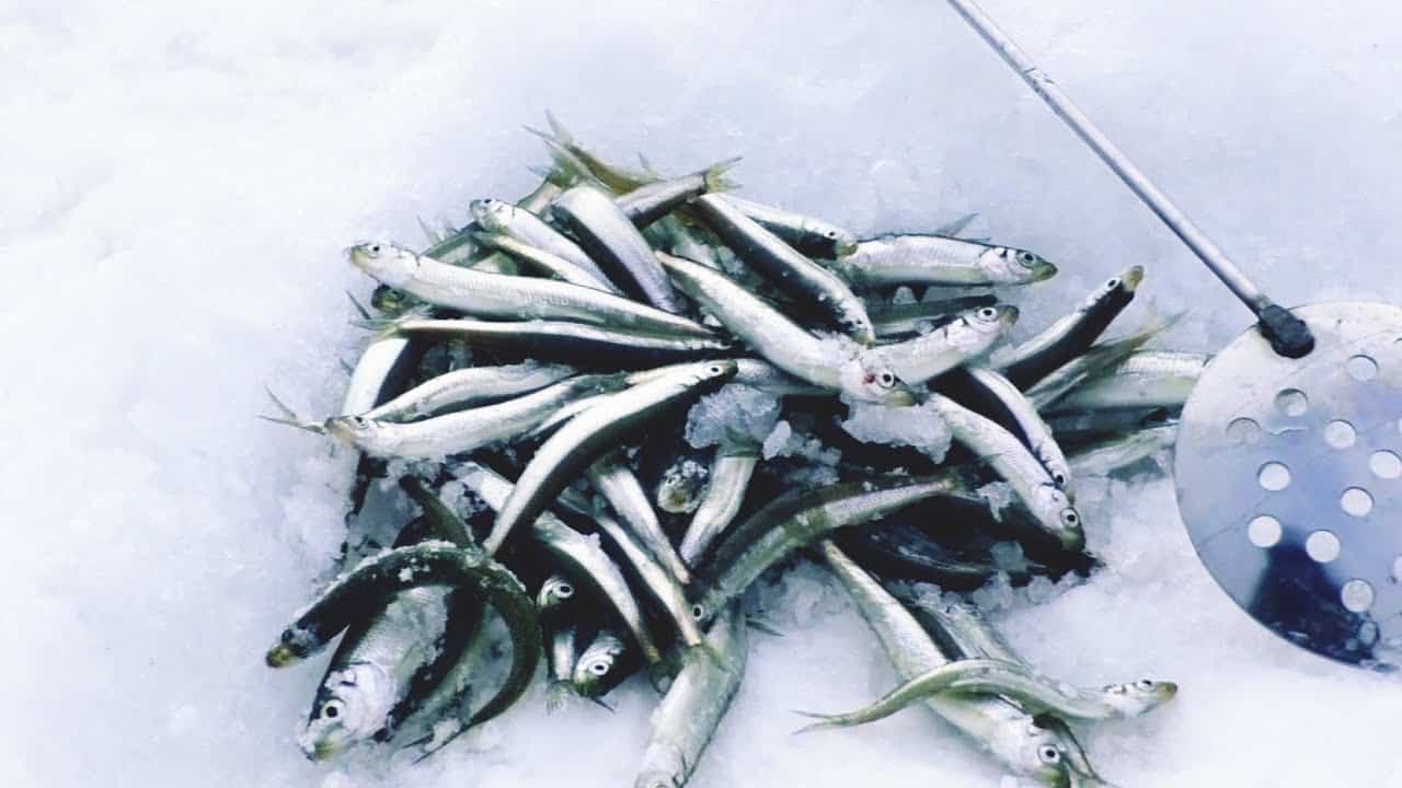 Летняя и зимняя рыбалка в Новгородской области