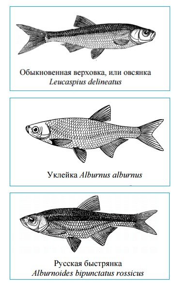 Рыба верхоплавка: фото и описание, отличие от уклейки, на что ловить