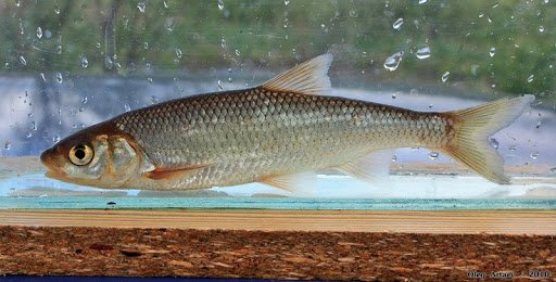 Елец (рыба): описание и фото. Зимняя рыбалка на ельца
