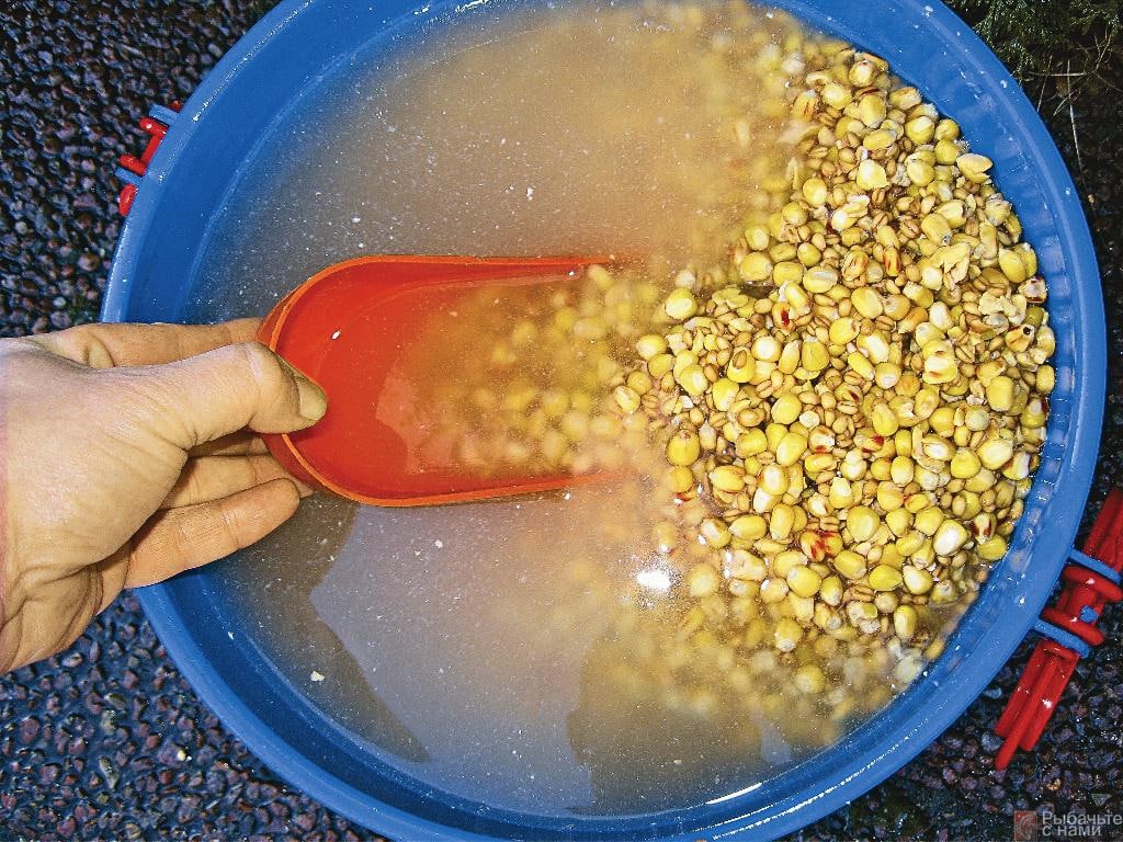 Кукуруза для рыбалки: приготовление, как варить, насаживать и ловить на зерна