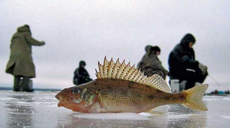 Рыбалка на жерлицы зимой-лучшие самодельные и покупные поставушки для зимней рыбалки
