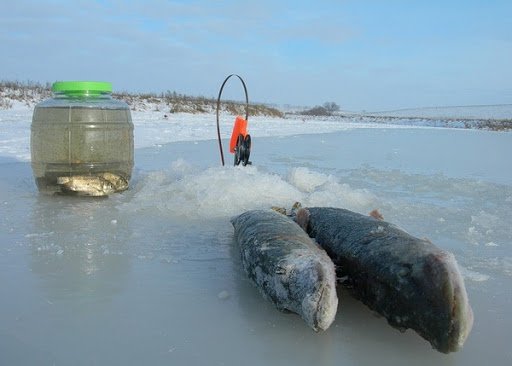 Живец жерлицы, зимняя рыбалка, ловля на живца Archives - WhiteKat.ru