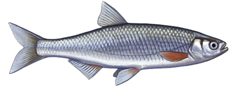 Рыба шемая: фото и описание, где водится, вкусовые качества