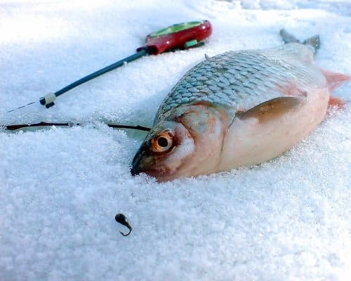 מתחילים ללא רוח רוח: טיפים, סודות וטכניקת דיג בחורף