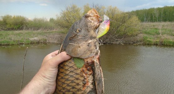 钓鲤鱼——春夏秋钓野鲤鱼的方法和方法