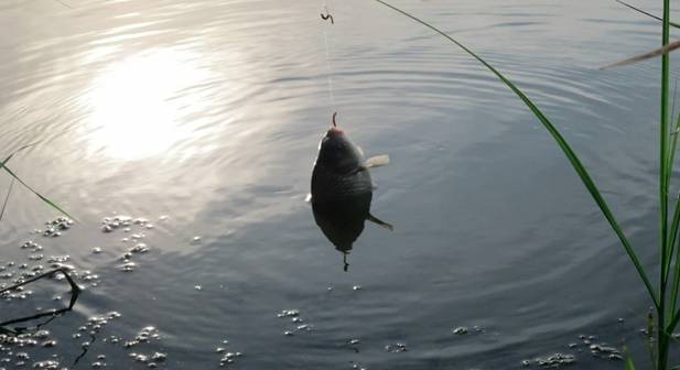 Pescar en maio a carpa cruciana: como e que coller?