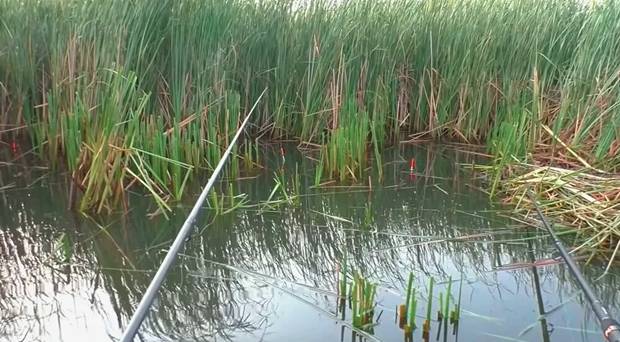 Рыбалка в мае на карася - как и на что ловить?