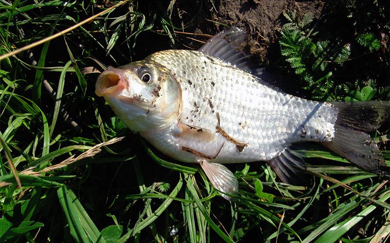 Catching crucian carp in the spring: when it starts to bite, what to catch and what gear to use