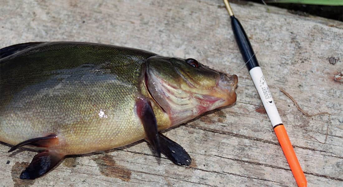 Рыба линь: описание, как найти, поймать и приготовить линя