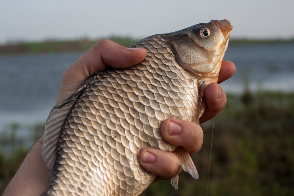 Pesca efectiva e efectiva da carpa cruciana: pesca na primavera, verán e outono