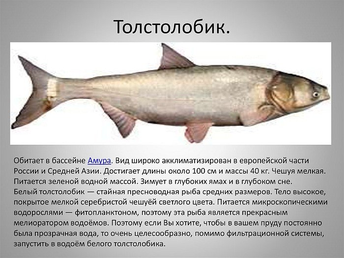 Что за рыба толстолобик, как поймать и как вкусно приготовить рыбу