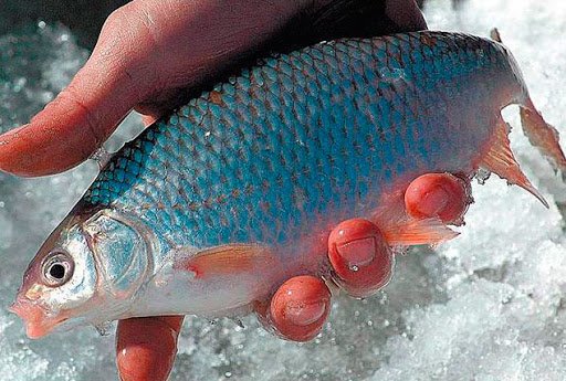 Het beste aas voor vissen in de lente, zomer, herfst en winter