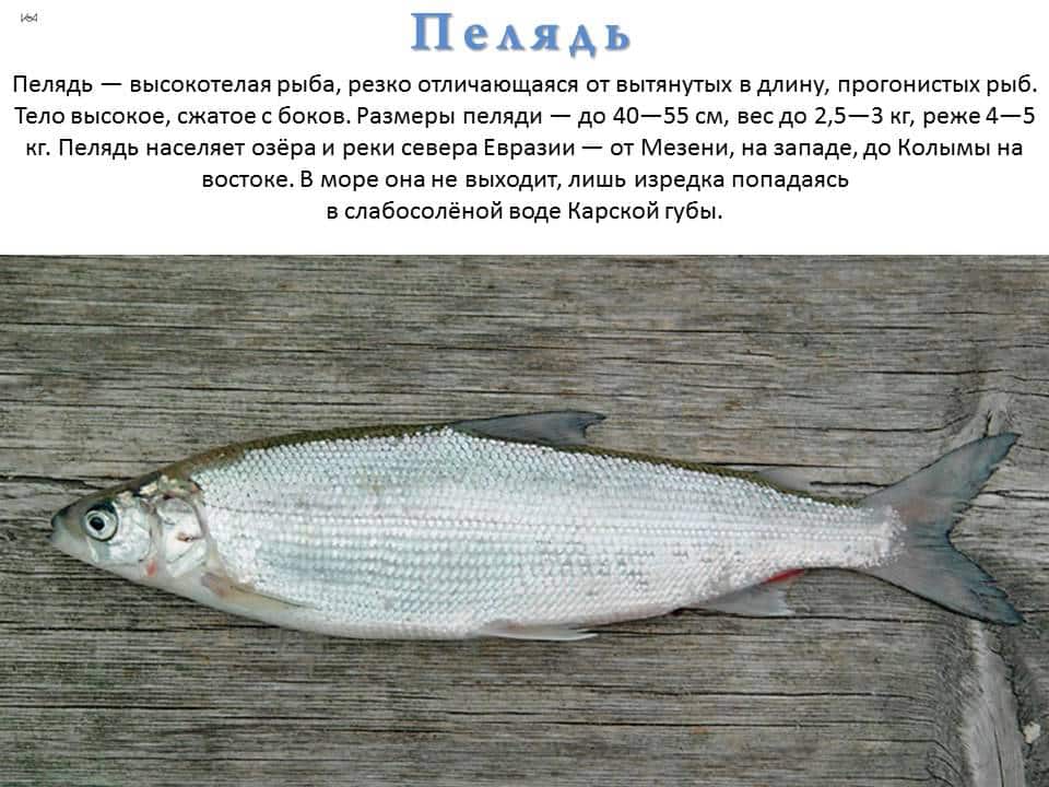 Как выглядит рыба пелядь: фото и описание, как поймать и приготовить
