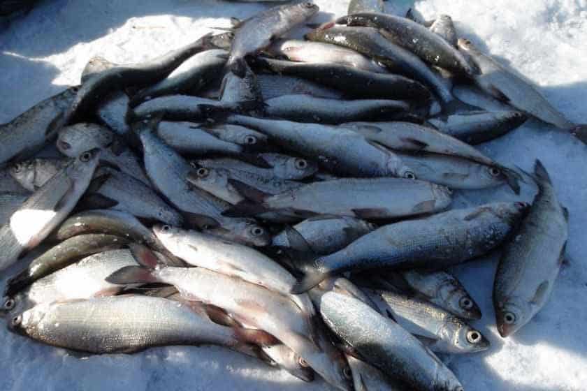 Как выглядит рыба пелядь: фото и описание, как поймать и приготовить