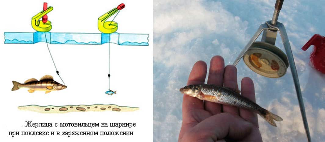 איך לתפוס פידון על שפריץ בחורף: חבלול, פיתיון, דיג