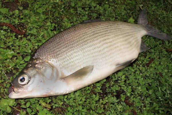 Com és un peix pelat: foto i descripció, com agafar i cuinar