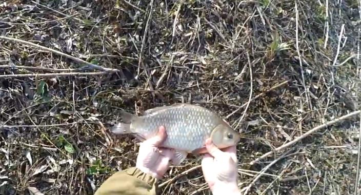 Catching crucian carp in the spring: when it starts to bite, what to catch and what gear to use