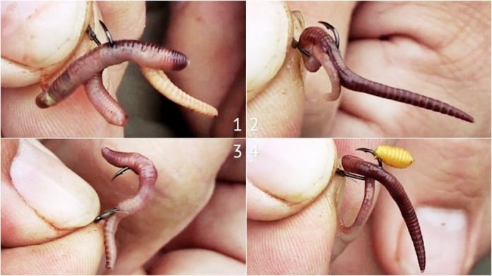 Как правильно насадить червя на крючок - наглядное фото и видео