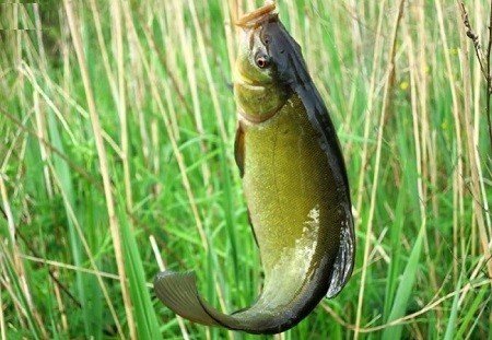Рыба линь: описание, как найти, поймать и приготовить линя