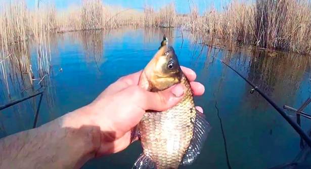 Catching crucian carp in April - what it bites, where to look and how to catch