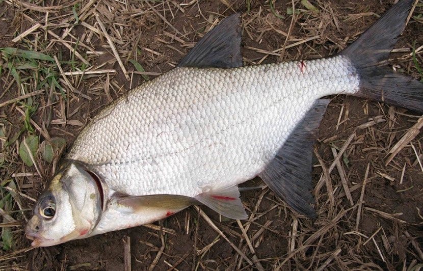 Łowienie ryb na otwartych wodach wiosną - kiedy zaczyna się sezon, kto kąsa i co?