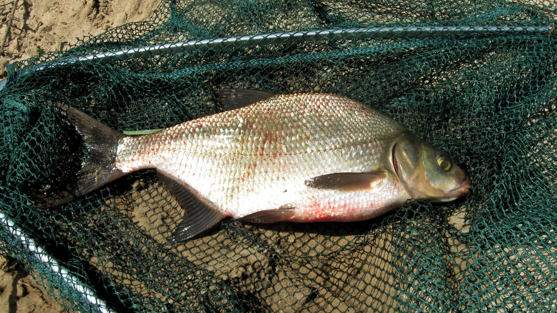 Рыбалка на рыбинском водохранилище: карта, снасти, новости с рыбинки