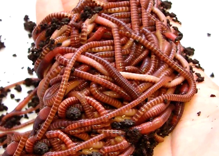 Как развести червей для рыбалки в домашних условиях