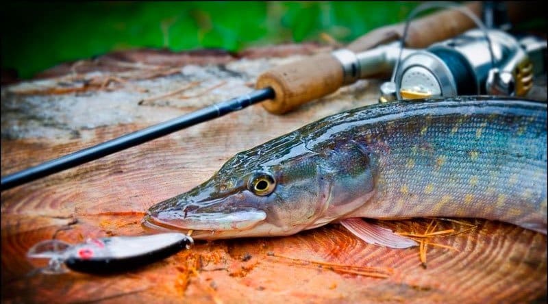 Как выбирать спиннинг для ловли хищной рыбы: советы для начинающих