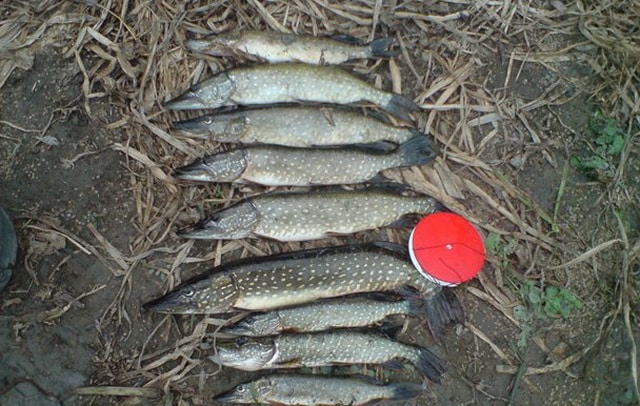 Pesca in circolo in autunno: sartiame, installazione sul lago e sul fiume