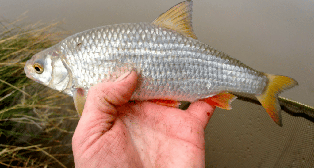 Рыбалка осенью на озерах: на что ловить, какую рыбу и где искать