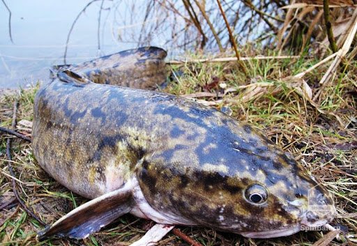 Лучшие места для рыбалки в Карелии 2021 дикарем - практический опыт с фото и советами