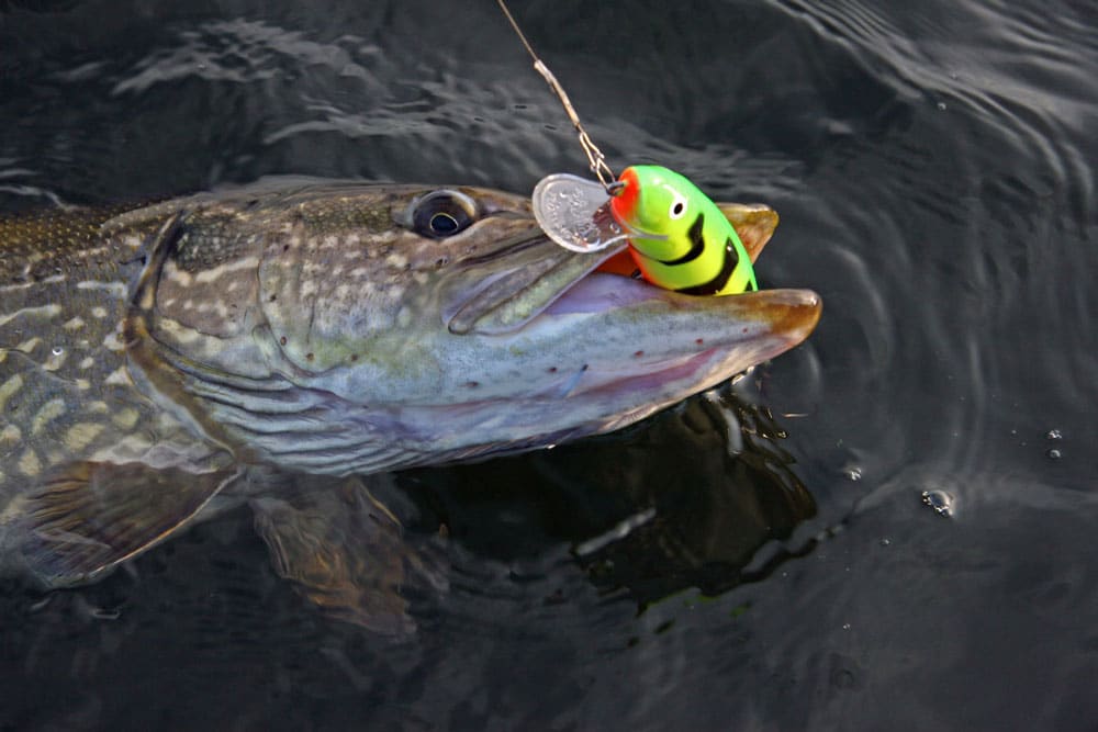 Cei mai buni vobleri pentru pescuit la știucă în ape puțin adânci și adânci: cele mai bune 30 de modele