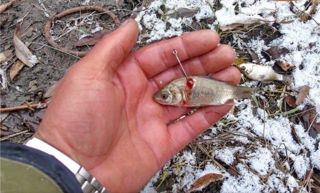 Закидушка для рыбалки своими руками: как сделать дома и на берегу реки