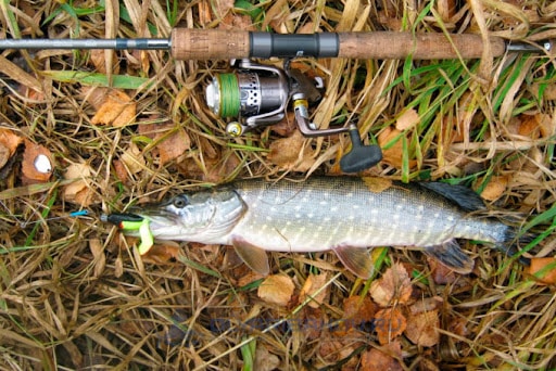 Рыбалка на Ахтубе осенью в сентябре, октябре и ноябре