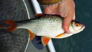 Рыбалка в Ленинградской области дикарем - широкие возможности для всех рыболовов