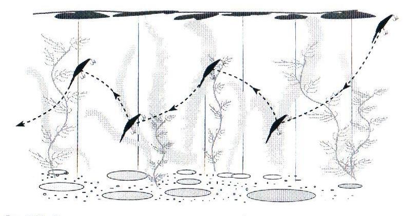 Łowienie szczupaków na woblery na jeziorach i rzekach, na różnych głębokościach