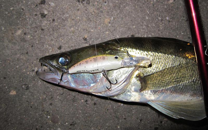 पतझड़ में मछली पकड़ना: कौन सी मछली काटती है, कब, कहाँ और किस लिए