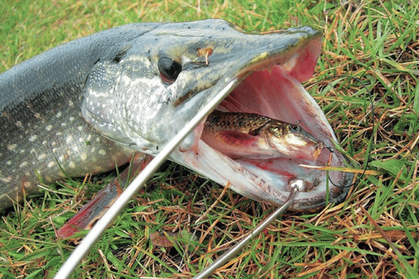 דיג של פייקים עם פיתיון חי בסתיו מהחוף וסירה: מצוף, דונקה, ספלים
