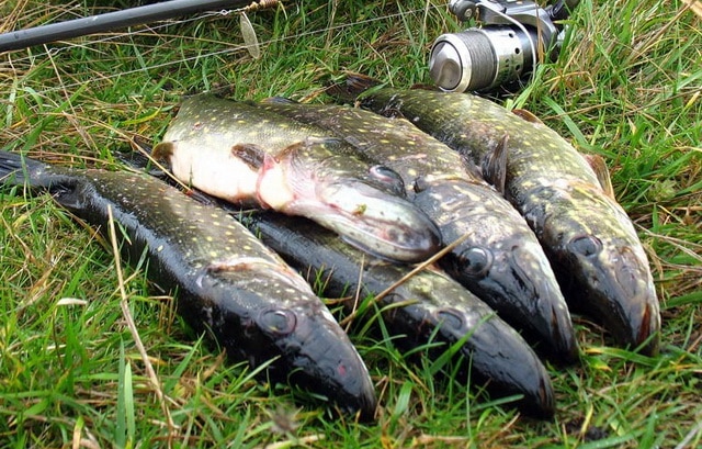 דיג של פייקים עם פיתיון חי בסתיו מהחוף וסירה: מצוף, דונקה, ספלים