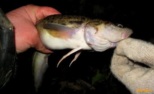 Ночная рыбалка осенью - судак, лещ, налим и другие