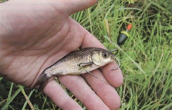 Как поймать осенью живца, сохранить и перевезти на место рыбалки