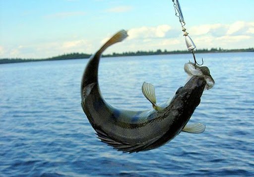 Рыбалка на Волге осенью: лучшие места, календарь, отчеты о рыбалке 2023 года