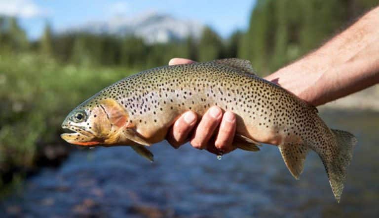 Рыба голец фото и описание где водится