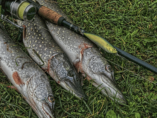 Рыбалка на Волге осенью: лучшие места, календарь, отчеты о рыбалке 2021 года