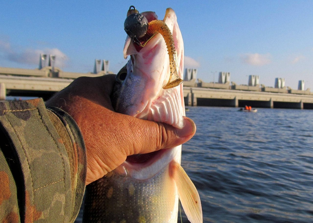 Ловля судака в Ленинградской области - карта рыболовных мест, фото