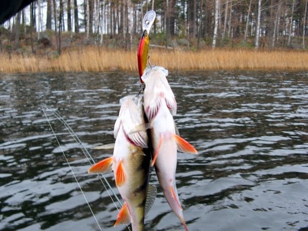 Рыбалка в Финском заливе - реальный уникальный опыт с фото и видео