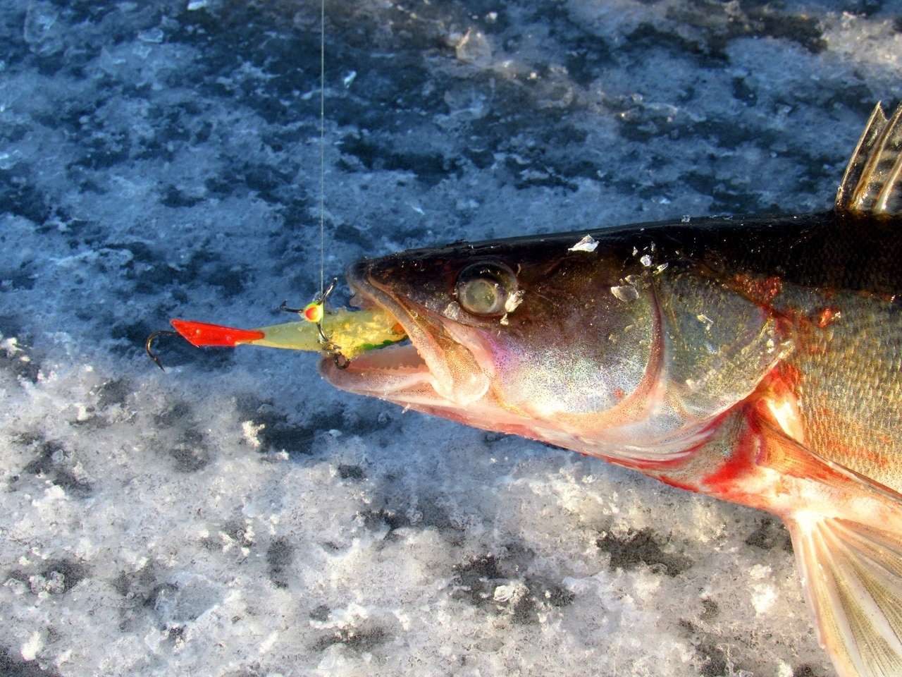 Рыбалка в Финском заливе - реальный уникальный опыт с фото и видео